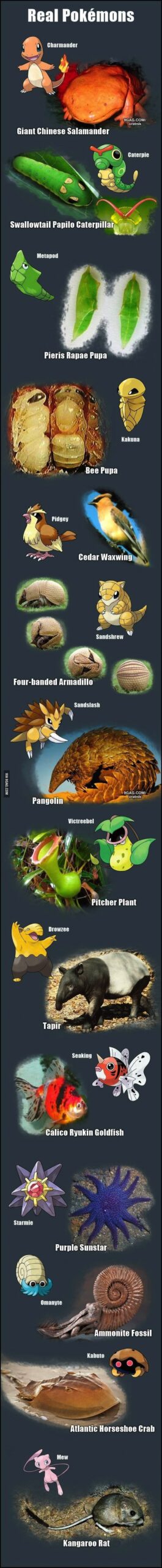 Pokémons na vida real