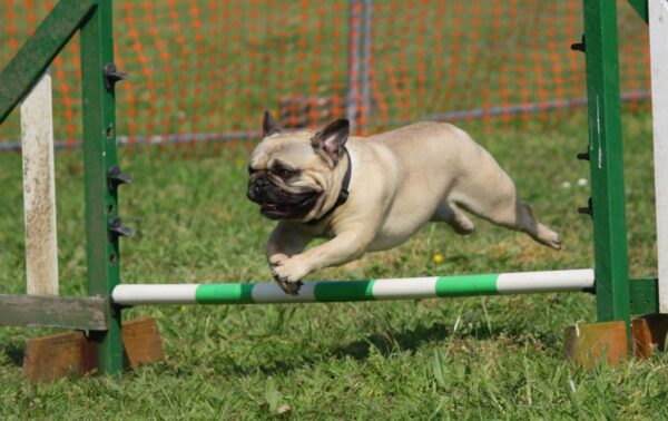 Adestramento de Cães