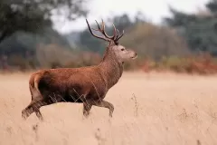 1200px-deer-48890251767jpg