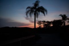 A serene image of a palm tree silhouetted against a gradually darkening sky, suggesting a peaceful ending to the day, evoking a sense of calm and relaxation.