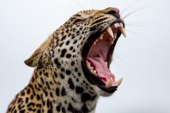 A close-up image of a leopard yawning widely, revealing its sharp teeth and fierce expression, highlighting the wild and untamed nature of this majestic predator.