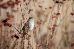 A small brown bird perches on thin, reddish stems, against a blurred natural background, highlighting the simplicity and serenity of nature.
