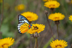 butterfly-7114037_1280