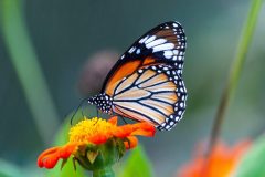 A closeup shot of a beautiful butterfly with interesting textures on an orange-petaled flower with a blurred background