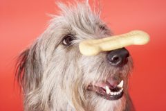 dog-balancing-bone-on-nose-1906860-scaled