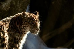 pexels-caleb-falkenhagen-216813613-30844488-scaled