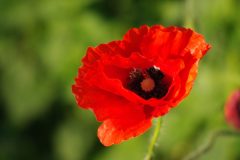 poppies-2-1334190-scaled