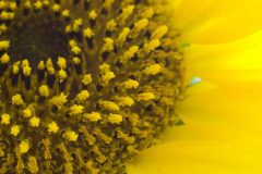 sunflower-macros-2-1177381-scaled