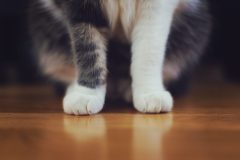 white-animal-pet-fur-kitten-cat-108637-pxhere.com_-scaled