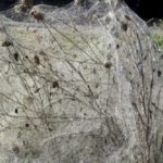 Aranhas tomam conta de praia grega