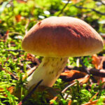 Fatos Fascinantes Sobre Cogumelos: O Mundo Inexplorado dos Fungos