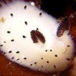 O Fascinante Coelho-do-Mar: O Crustáceo com Orelhas de Coelho