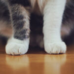 Por Que os Gatos Gostam Tanto de Caixas?