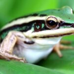 Sons e Comunicação das Rãs: Como Esses Anfíbios se Expressam