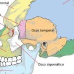 🧠 Ossos do Crânio: Estrutura e Funções da Caixa Protetora do Cérebro