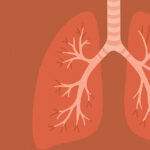 Brônquios: O que são, função e importância para a respiração